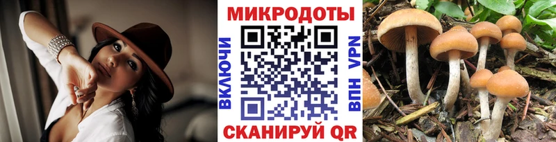 купить   Олонец  Галлюциногенные грибы Magic Shrooms 